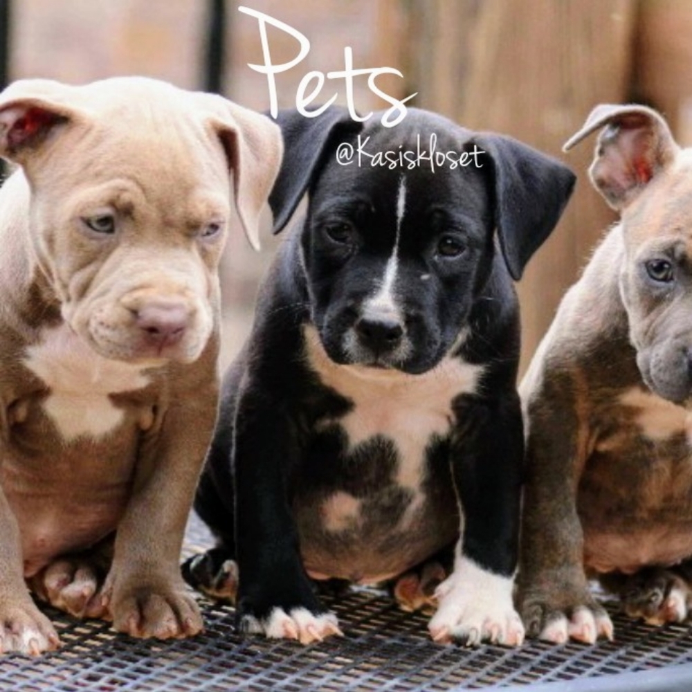 Pet Accessories